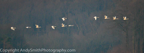Eleven Tundra Swans in Flight at Sunrise